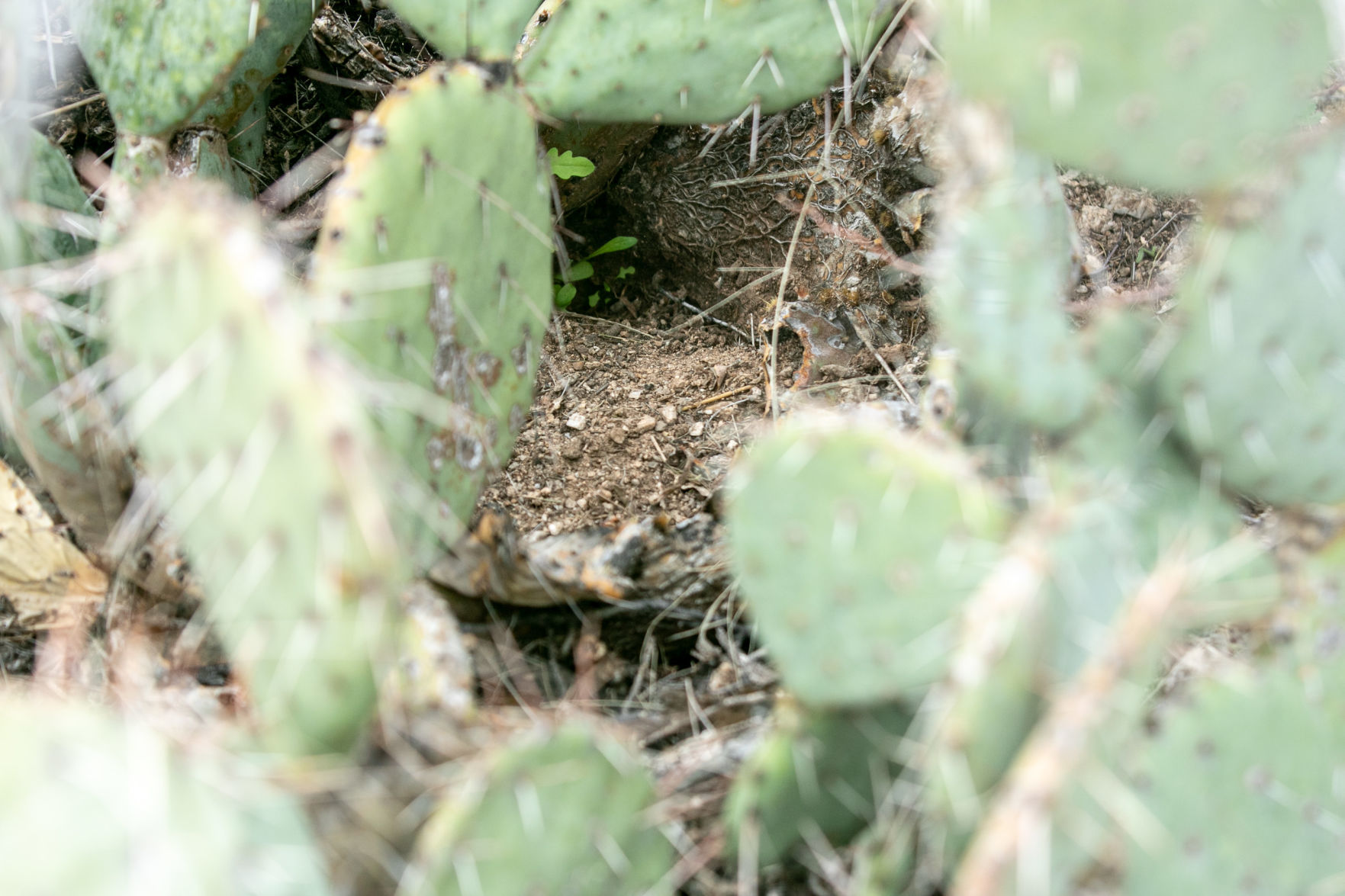 Desert Holes